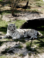 White Tiger at Rest (2005)