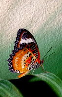 Malay Lacewing Butterfly II (2006)